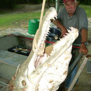 Alligator Gar 1