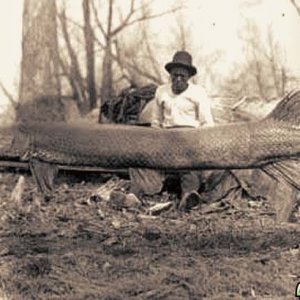 Alligator Gar 2