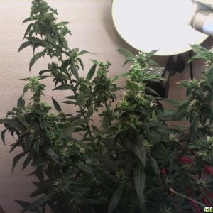 R Tizzle Kush Flowering 1