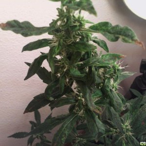 R Tizzle Kush Flowering 3