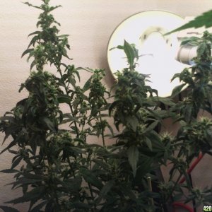 R Tizzle Kush Flowering 4