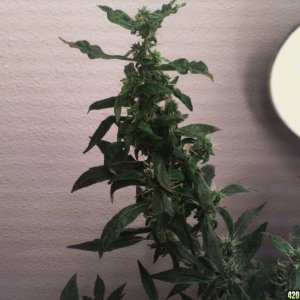 R Tizzle Kush Flowering 5