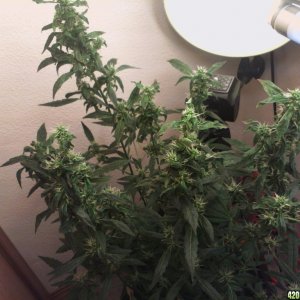 R Tizzle Kush Flowering 6