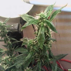 R Tizzle Kush Flowering 7