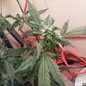 R Tizzle Kush Flowering 8