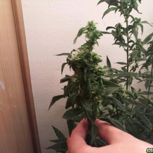 R Tizzle Kush Flowering 9