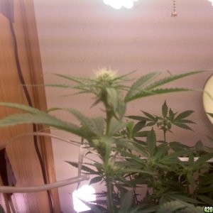 Amnesia Haze 3 Weeks Into Flowering 4