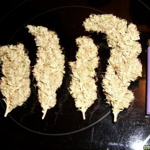 nugshots