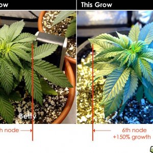 Usul's #3 - day 33 growth-rate