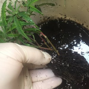 Rinsing soil off roots