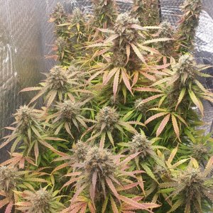 5178565_grow-journal-by-ukfarmer420.jpg