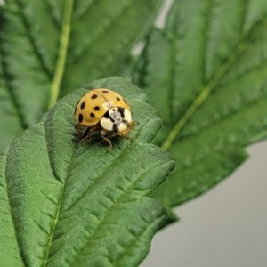 Lady bug on Gorilla Glue Auto.jpg