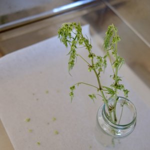 Mulanje male pollen bud stems with leaves removed over baking paper