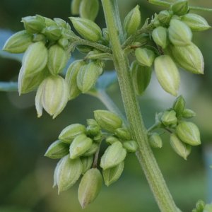 Mulanje male pollen buds