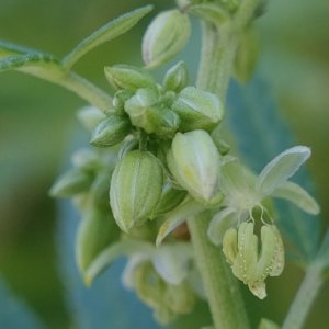 Mulanje male pollen buds