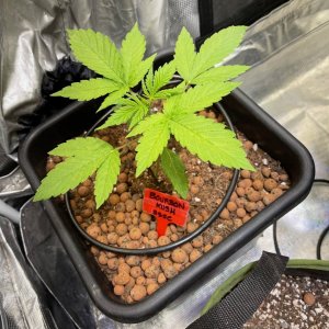 grow-with-medicgrow-fold8-only1sky-day19.jpg