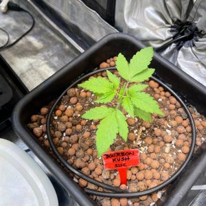 grow-with-medicgrow-fold8-only1sky-day19-1.jpg