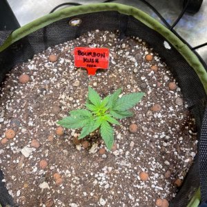 grow-with-medicgrow-fold8-only1sky-day19-2.jpg