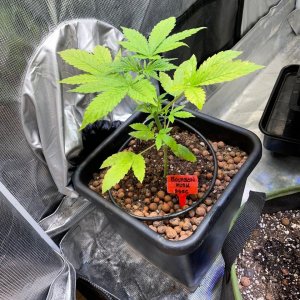 grow-with-medicgrow-fold8-only1sky-day23.jpg