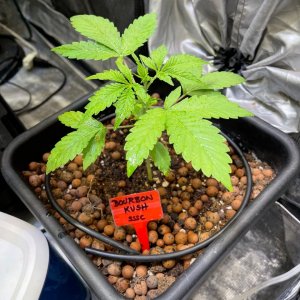 grow-with-medicgrow-fold8-only1sky-day23-1.jpg