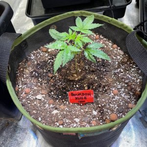 grow-with-medicgrow-fold8-only1sky-day23-2.jpg