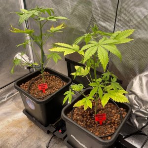 grow-with-medicgrow-fold8-only1sky-day30.jpg