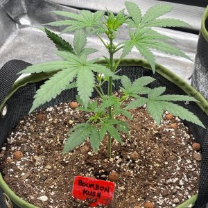 grow-with-medicgrow-fold8-only1sky-day30-1.jpg