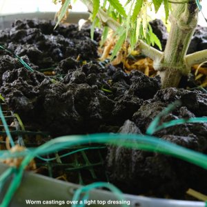 Clumps of fresh worm castings on top