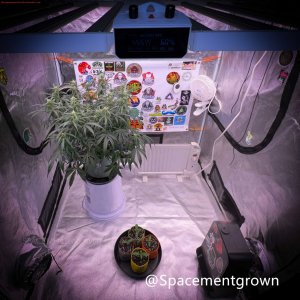 grow-with-medicgrow-smart8-spacementgrown-2.jpg