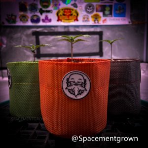 grow-with-medicgrow-smart8-spacementgrown-3.jpg