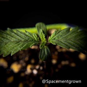 grow-with-medicgrow-smart8-spacementgrown-20220115-6.jpg