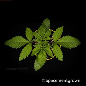 grow-with-medicgrow-smart8-spacementgrown-20220118-1.jpeg