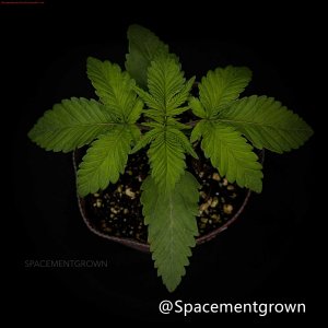 grow-with-medicgrow-smart8-spacementgrown-20220118-4.jpeg