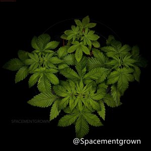 grow-with-medicgrow-smart8-spacementgrown-20220122.jpg