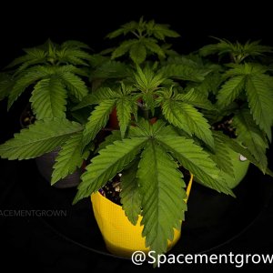 grow-with-medicgrow-smart8-spacementgrown-20220122-2.jpg