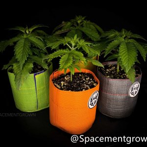 grow-with-medicgrow-smart8-spacementgrown-20220122-3.jpg