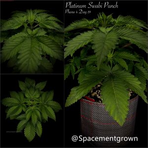 grow-with-medicgrow-smart8-spacementgrown-20220127-4.jpg