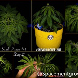 grow-with-medicgrow-smart8-spacementgrown-20220203.jpg