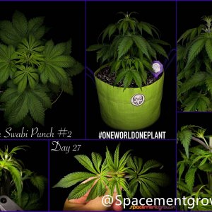 grow-with-medicgrow-smart8-spacementgrown-20220203-1.jpg