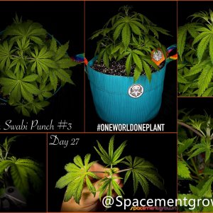 grow-with-medicgrow-smart8-spacementgrown-20220203-2.jpg