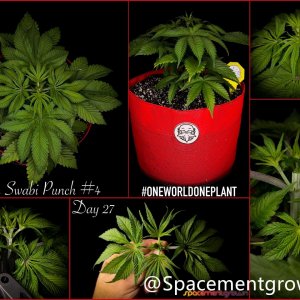 grow-with-medicgrow-smart8-spacementgrown-20220203-3.jpg