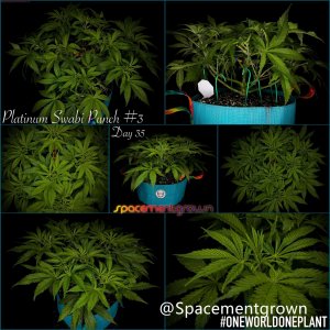 grow-with-medicgrow-smart8-spacementgrown-20220212-2.jpg