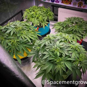 grow-with-medicgrow-smart8-spacementgrown-20220212-6.jpg