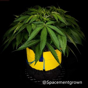 grow-with-medicgrow-smart8-spacementgrown-20220220-1.jpg