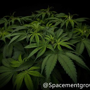 grow-with-medicgrow-smart8-spacementgrown-20220220-3.jpg