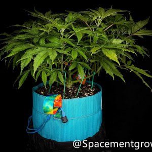 grow-with-medicgrow-smart8-spacementgrown-20220220-4.jpg