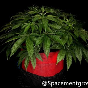 grow-with-medicgrow-smart8-spacementgrown-20220220-5.jpg