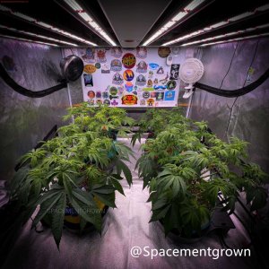 grow-with-medicgrow-smart8-spacementgrown-day49.jpg