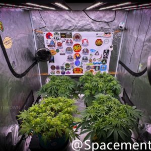 grow-with-medicgrow-smart8-spacementgrown-flipped-5.jpg