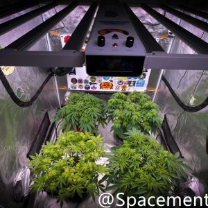 grow-with-medicgrow-smart8-spacementgrown-flipped-6.jpg